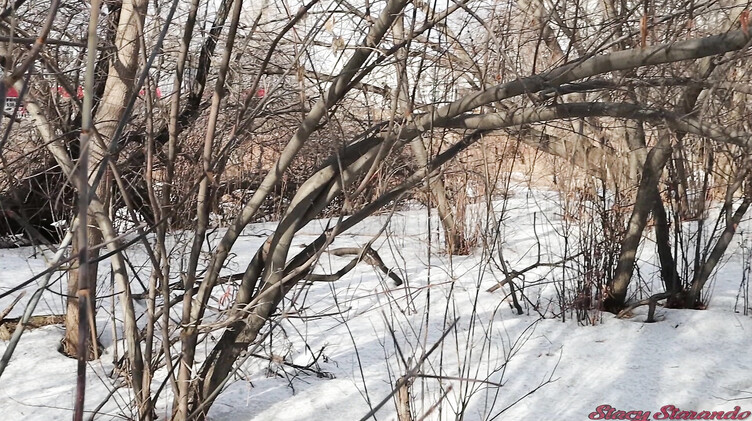 Ненасытные русские любовники несмотря на холод трахаются в парке зимой