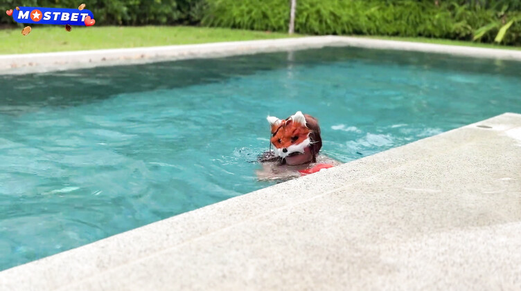 Красотки: Ебля рыжей квадроберши с хвостом анальной пробкой